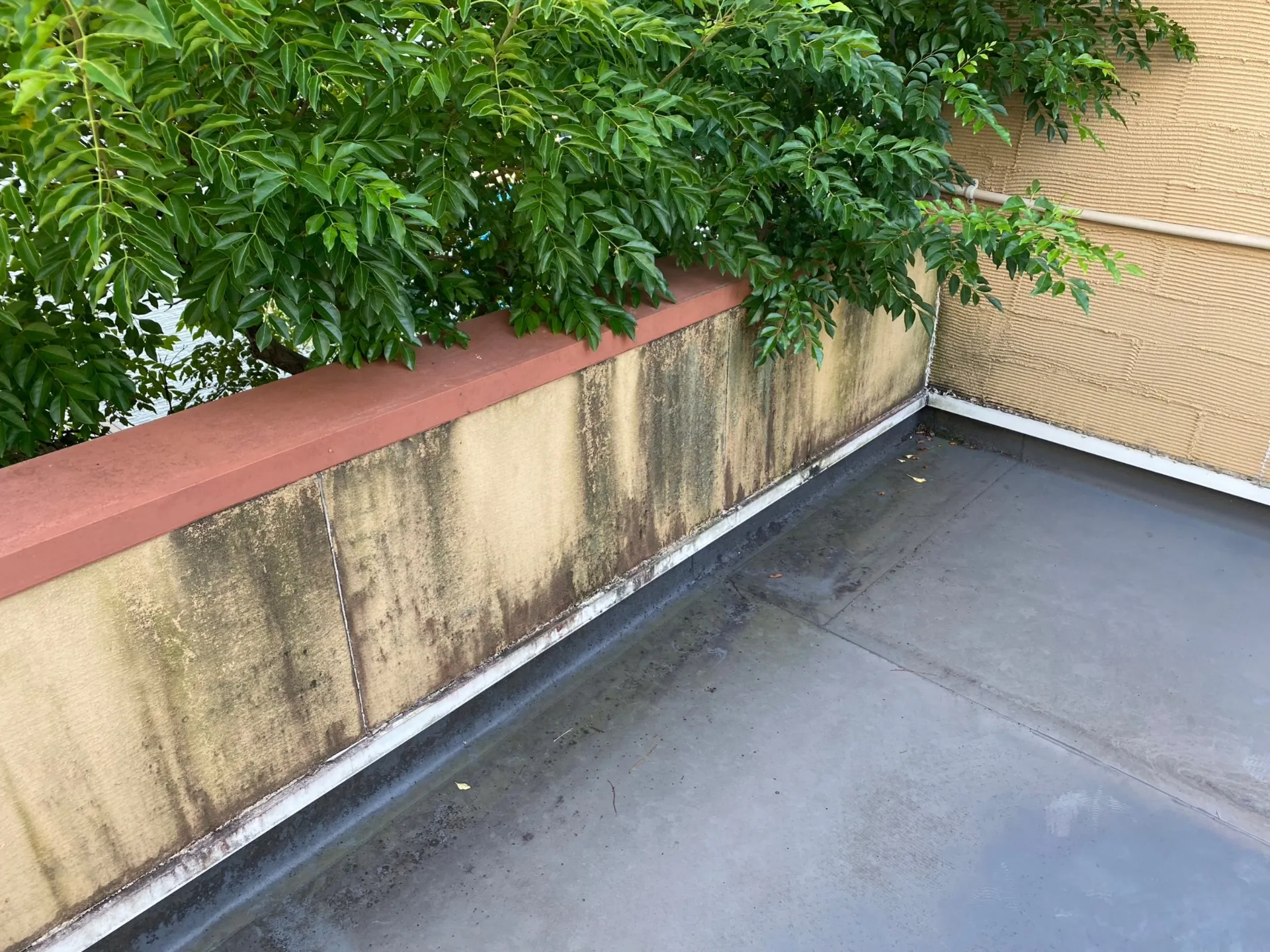 施工前 / 玄関上陸屋根　苔の発生