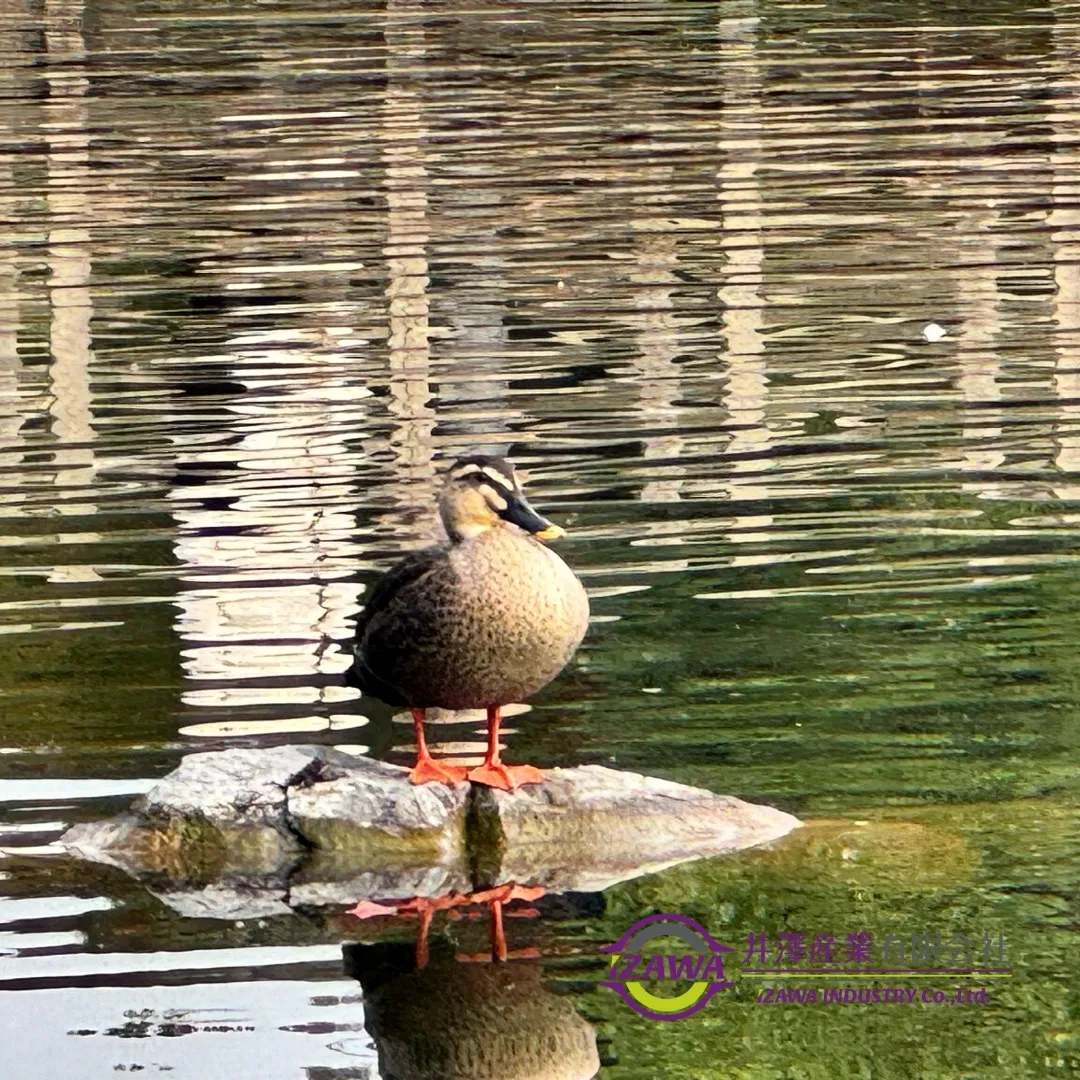 先日、名古屋市熱田区にある白鳥庭園に行ってきました💟