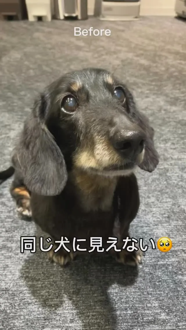 抱っこされると安心しきっているのか、顔つきが変わるチャチャ🐶